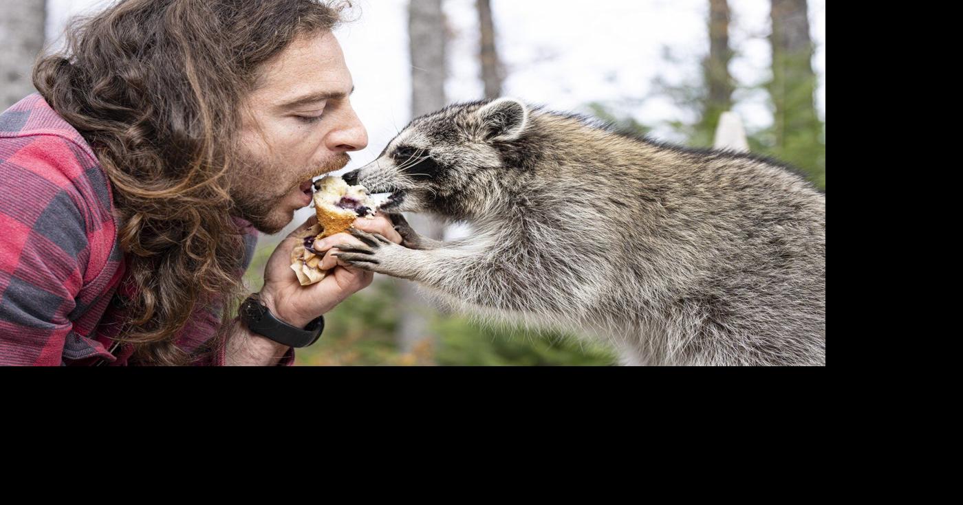 A Montreal man on the run from authorities takes pet raccoon for rabies ...