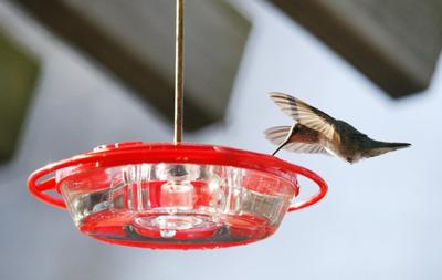'Metabolic knife edge': Study offers insight into hummingbirds' hibernation-like rest