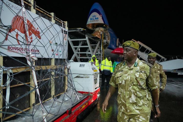 Critically endangered antelopes return to Kenya from Czech zoo