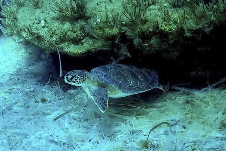 Sea turtles make big comeback on sandy beaches at 2 British military bases in Cyprus