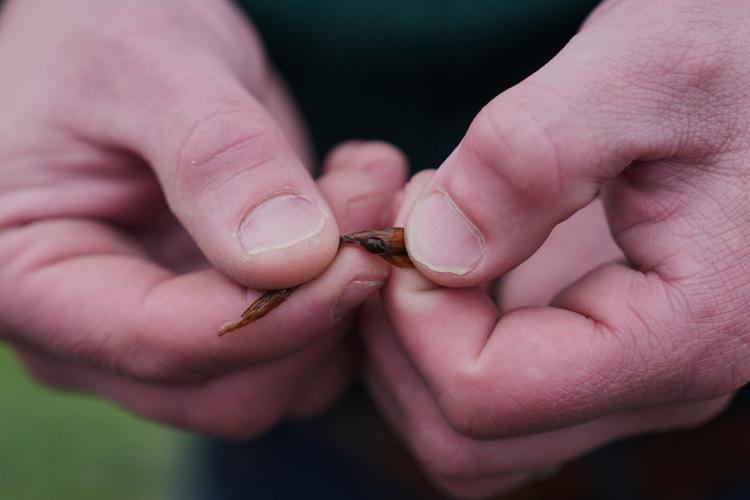 Giant snails and tiny insects threaten the South's rice and crawfish farms