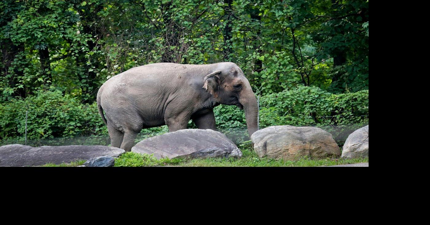 Happy, who taught researchers that elephants can recognize themselves ...