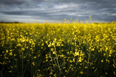 China suspends some canola, seafood tariffs on Canada after Carney visit