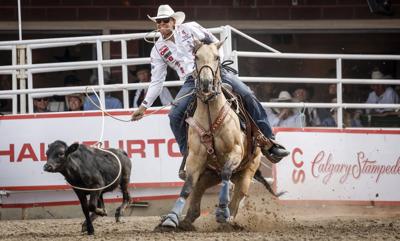Screwworm ban could see some Stampede competitors making changes