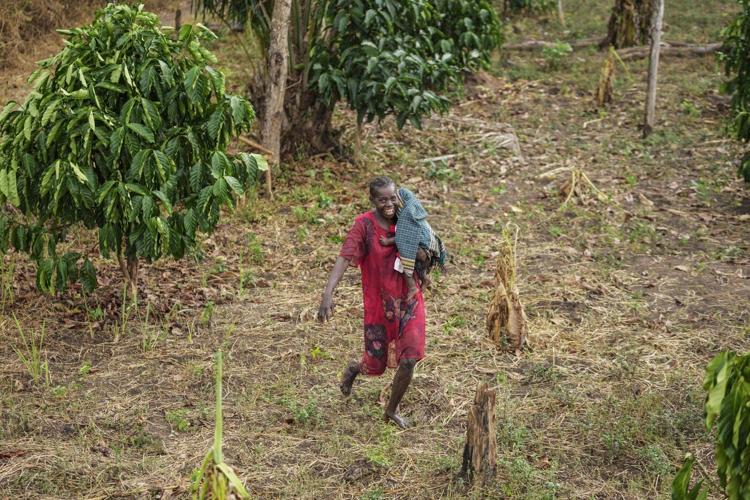 As warming climate hammers coffee crops, South Sudan tests a tougher species