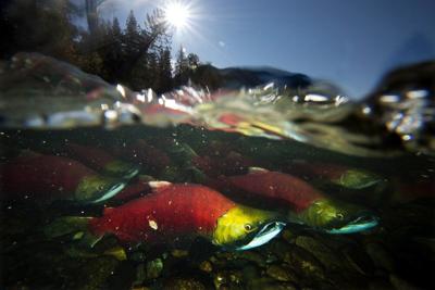 B.C. recreational anglers get rare chance for sockeye, amid bumper salmon run