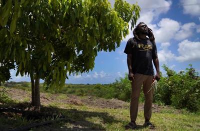 Rastafari gain sacramental rights to marijuana in Antigua and Barbuda, celebrate freedom of worship