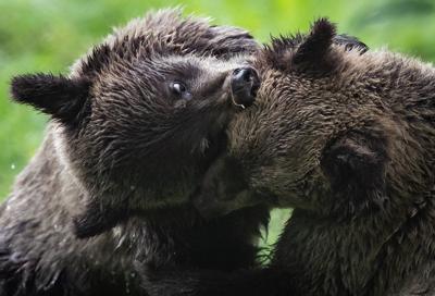 Grizzly attack in B.C. likely 'defensive', bears to be spared, investigators say