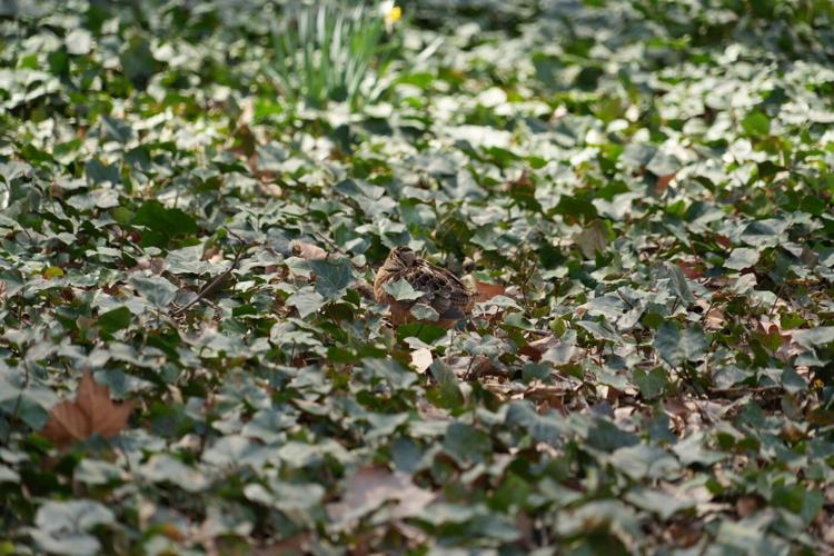 New Yorkers flock to Manhattan park for lovable woodcocks' bobbing strut
