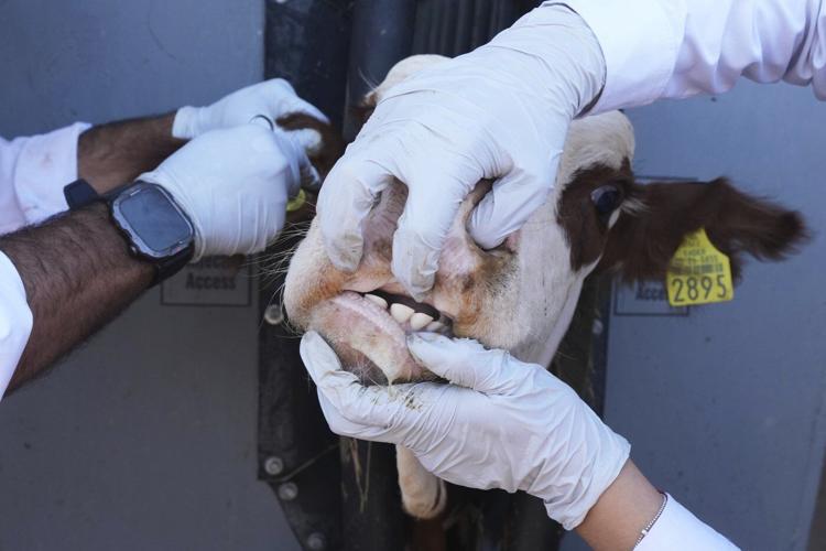 Photos of Mexican ranchers struggling to adapt as screwworm ravages their cattle exports to the US