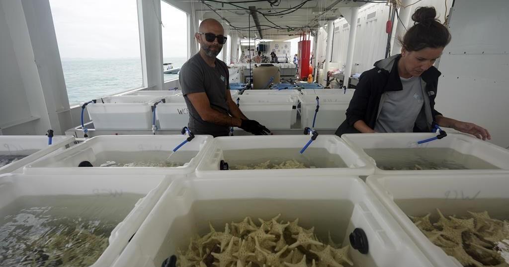 Scientists try to bolster Great Barrier Reef in warmer world | World ...