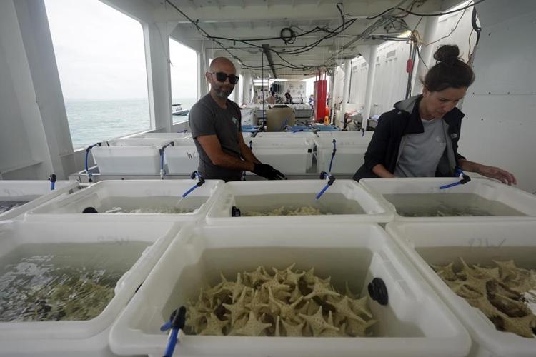 Scientists try to bolster Great Barrier Reef in warmer world