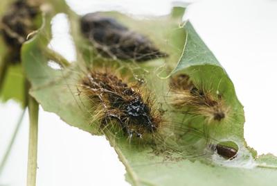 Invasive spongy moths target of B.C. spray program on Vancouver Island this spring