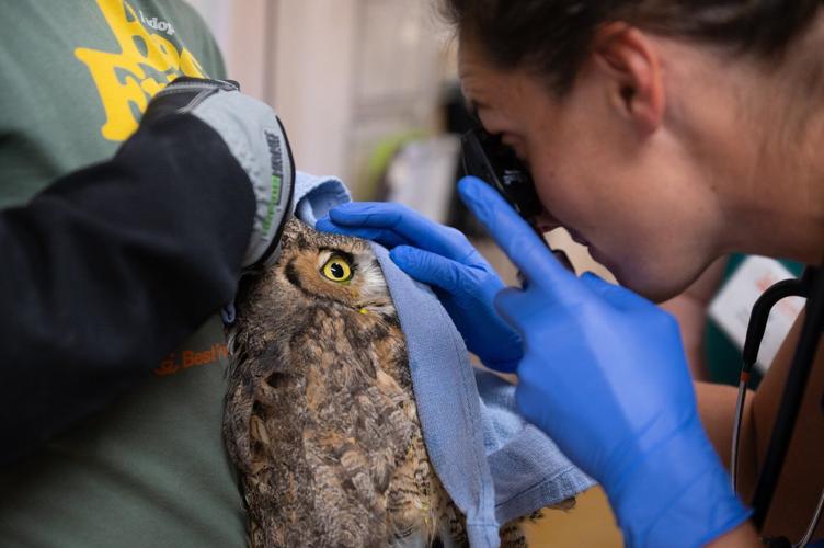 Owl partially covered in concrete is cleaned up and recovering after rescue in Utah