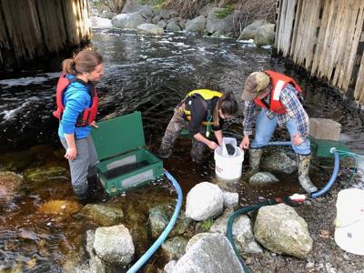Une étude abandonnée en raison de la pêche à l'anguille sans permis en N.-É.