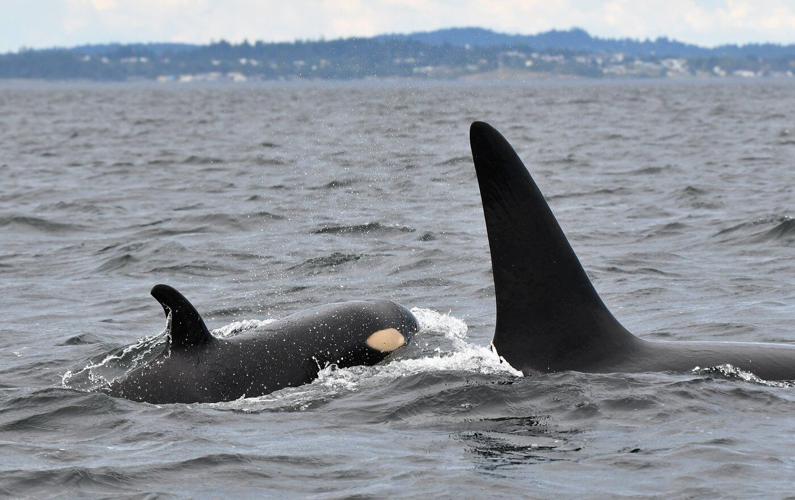 Scientists map recovery for endangered orcas off British Columbia's coast