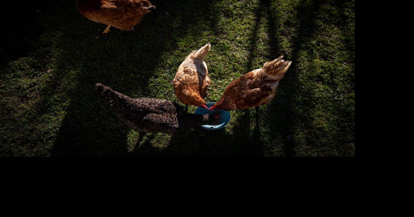 Vancouver backyard chickens practise social distancing from wild birds ...