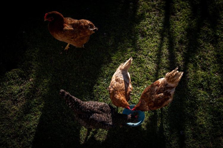 Vancouver backyard chickens practise social distancing from wild birds amid H5N1 risk