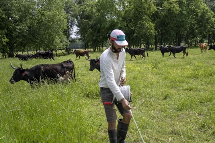 Beef is a way of life in Texas, but it's hard on the planet. This rancher thinks she can change that