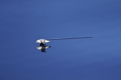 Starving seabirds on Alaska coast show climate change peril