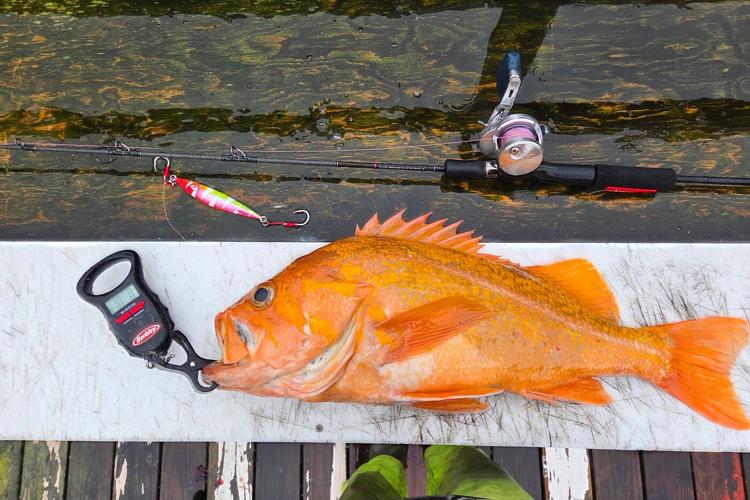 A California fisherman may have broken records by catching a 10.25-pound canary rockfish