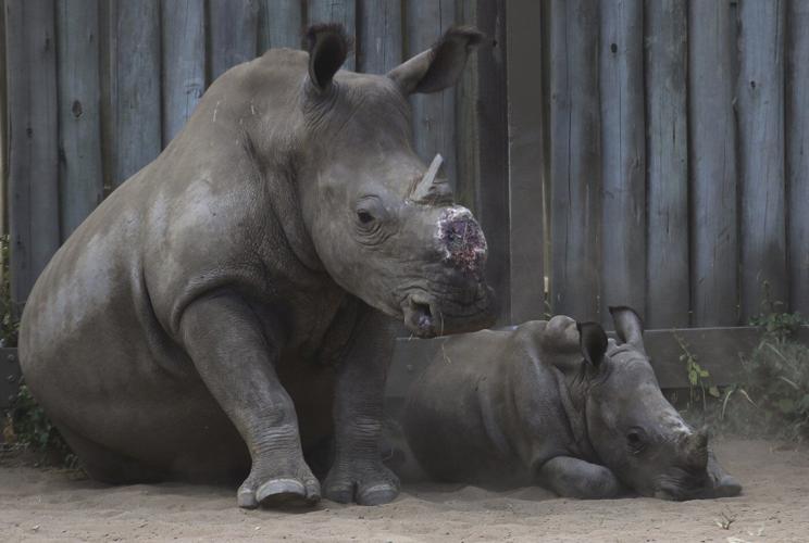 Cutting off rhinos' horns is a contentious last resort to stop poaching. A new study found it works