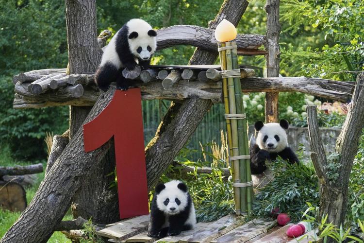 Berlin's newest panda twins, Leni and Lotti, celebrate their 1st birthday