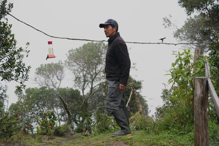 An ancient forest in Ecuador is the last stand for a tiny hummingbird facing extinction