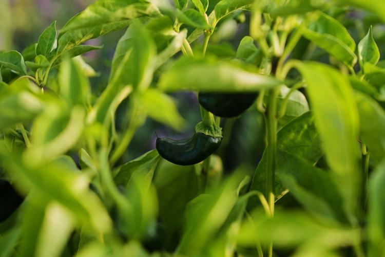 Specialty farmers adapt harvests, protect crops in face of extreme heat