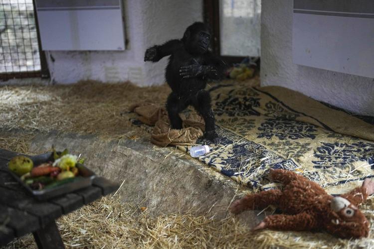 A young gorilla rescued from aircraft hold recovers at Istanbul zoo