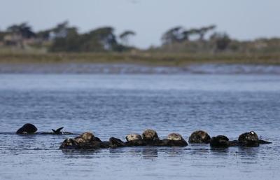 Group seeks reintroduction of sea otters along West Coast