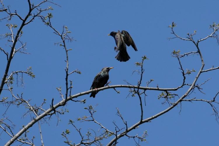A Serbian bird-watching group uses crowdfunding to buy and preserve a woodland habitat