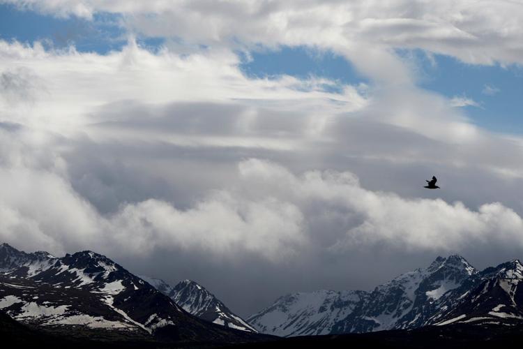 Anchorage warns hikers after 2 bear attacks in a week
