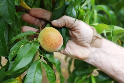 As winter warms, farmers in southern US find ways to adapt