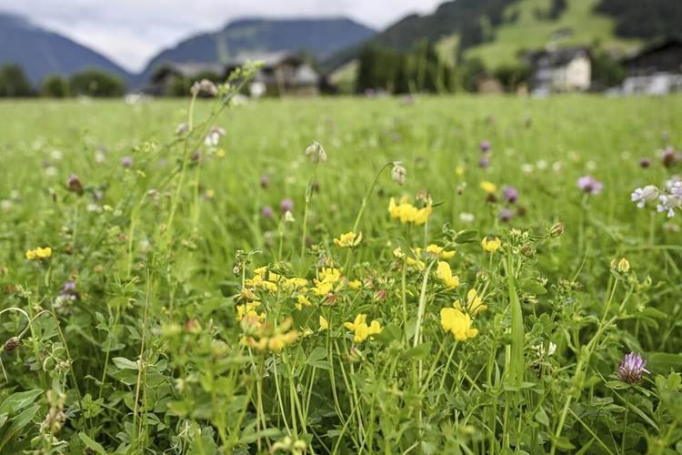Birds, bees and ballots: Swiss voters reject plan to better protect the country's biodiversity