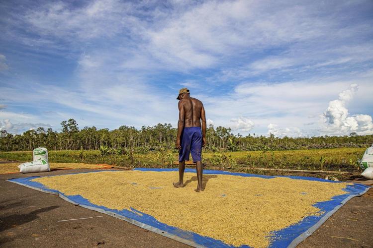 World's largest deforestation project fells forests for bioethanol fuel, sugar and rice in Indonesia