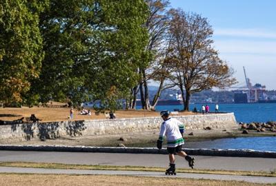 Drought and moths push the trees of Vancouver's Stanley Park to the brink