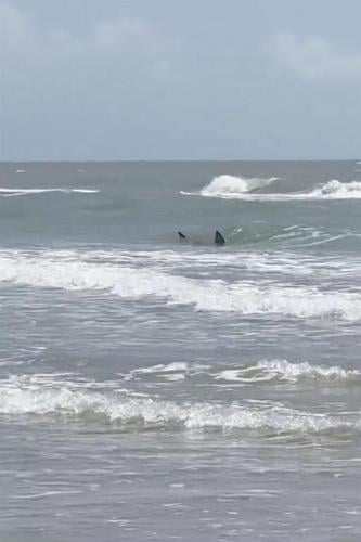 Shark attacks reported at Texas' South Padre Island; 2 people bitten, at least 1 severely