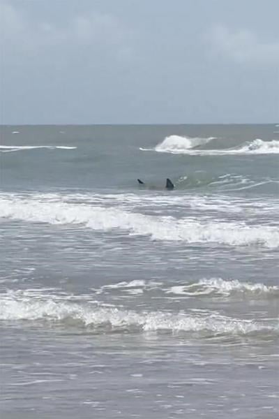Shark attacks reported at Texas' South Padre Island; 2 people bitten, at least 1 severely