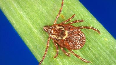 Quebec reports first case of tick-borne Rocky Mountain spotted fever