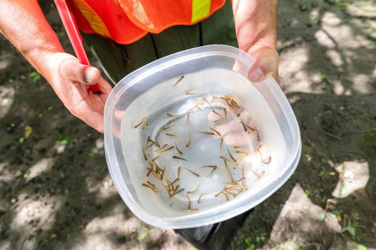 'Bring them back': Students help restore Atlantic salmon population in Lake Ontario