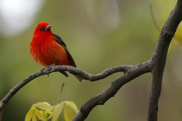 One Tech Tip: Ditch the chatbots and take your AI nature apps on a birdwatching hike