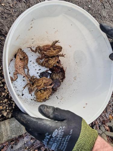 Citizen 'Frog Patrol' helps amphibians survive a dangerous road journey in Poland