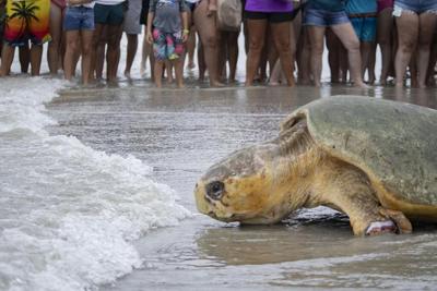 375-pound loggerhead sea turtle returns to Atlantic Ocean after 3 months of rehab in Florida