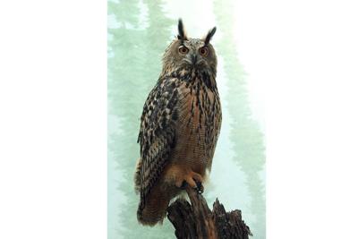 Owl escapes from Central Park Zoo, eludes NYPD, zookeepers