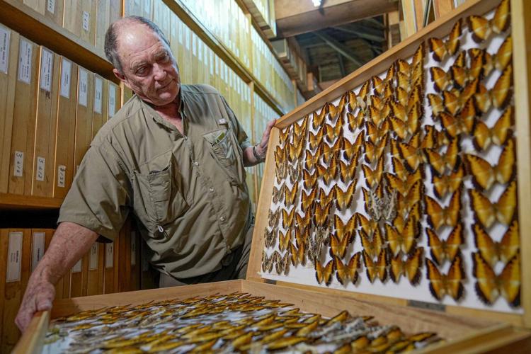 A butterfly collector in Africa with more than 4.2 million seeks to share them for the future