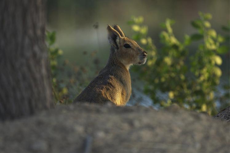 A desert oasis outside of Dubai draws a new caravan: A family of rodents from Argentina