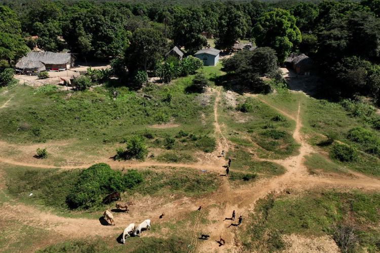 A conflict over cattle in Brazil's Amazon highlights tensions for Indigenous peoples