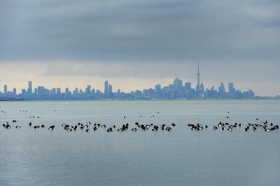 Five facts about Peel Region as Ontario drops plan to dissolve it