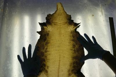 Thai crocodile farmers want trade restrictions relaxed